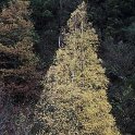 Betula alba